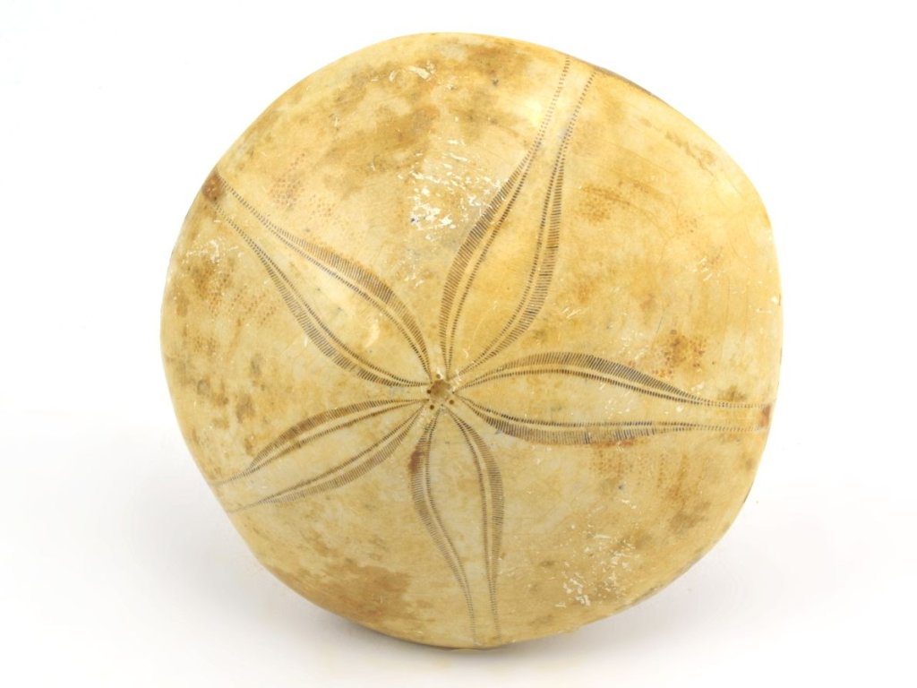 Fosílna ježovka - Image 2